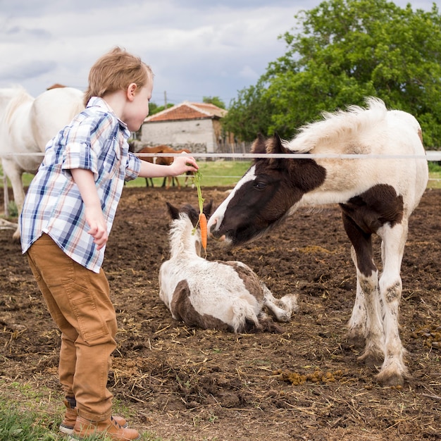 Little boy feeding a horse