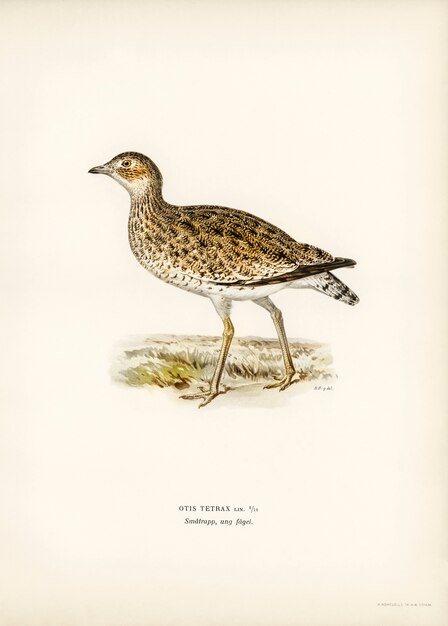 Little bustard (Otis tetrax) illustrated by the von Wright brothers. 