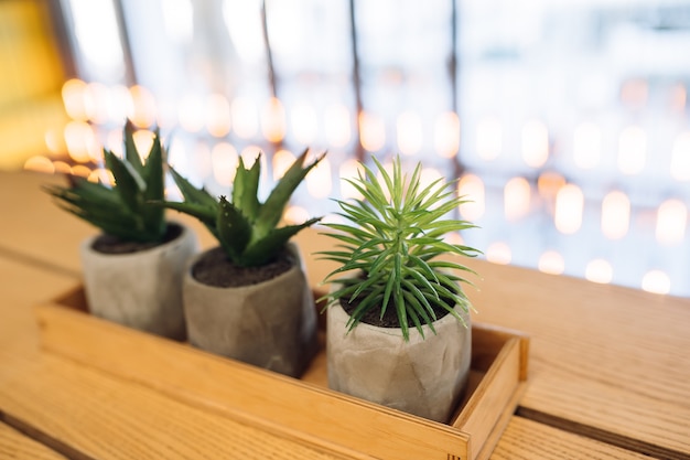 Little cactus and aloe in small pots