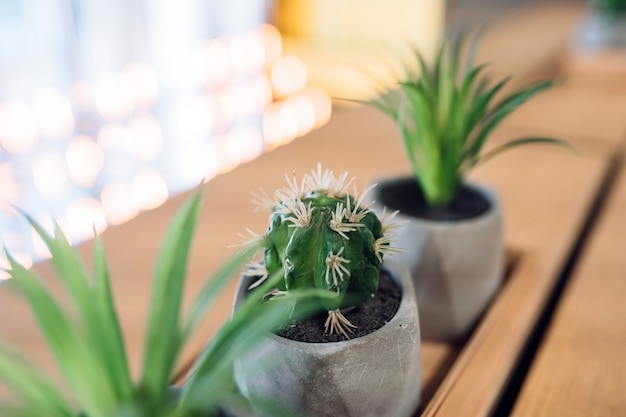 Little cactus and aloe in small pots