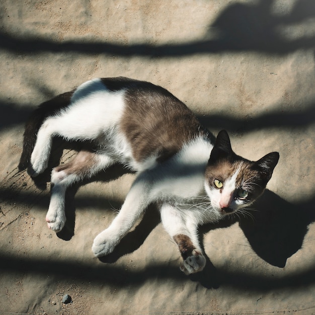 Foto gratuita little cat relaxing outdoors concept