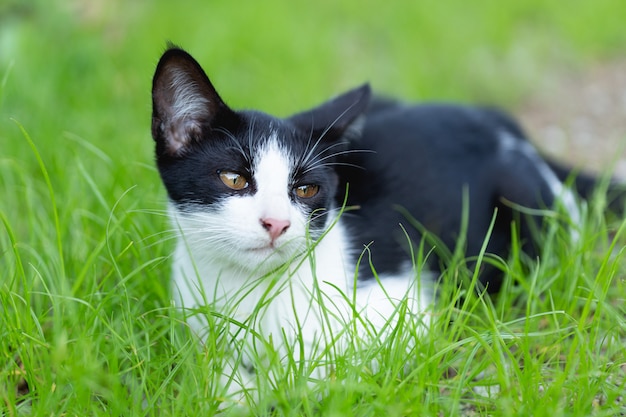 маленькая кошка сидит на траве.