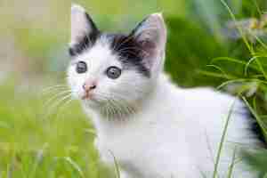 Free photo little cat sitting on the grass.