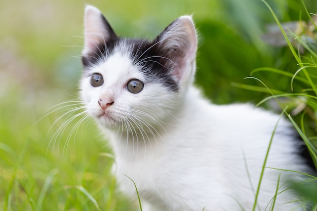 маленькая кошка сидит на траве.