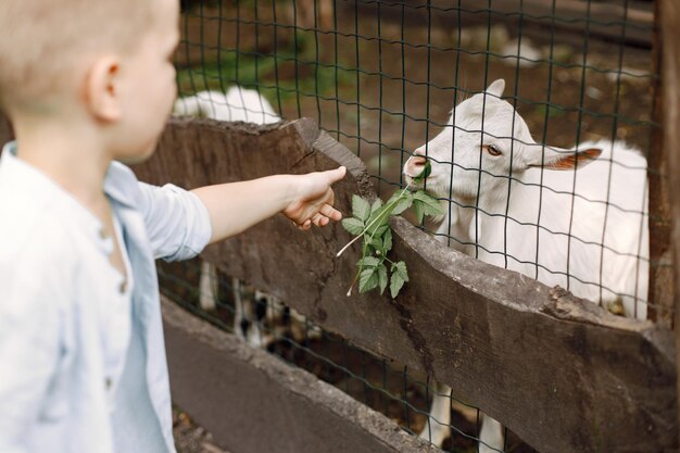 Little caucasian kid feeding a goat through the iron net. Boy giving a plant to the goat