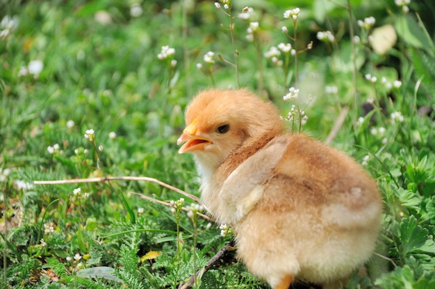 푸른 잔디에 작은 닭.
