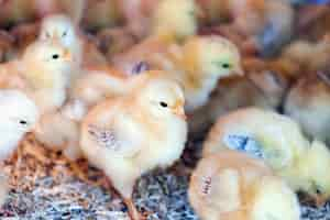 Free photo little  chicks at farm