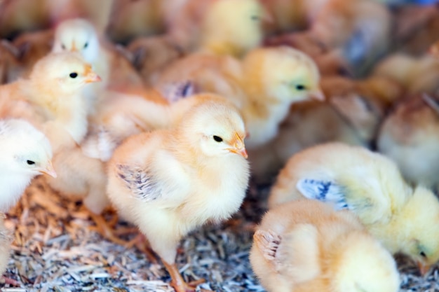 little  chicks at farm