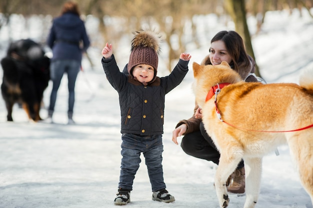 小さな子供が冬の公園で面白い秋田犬と遊ぶ