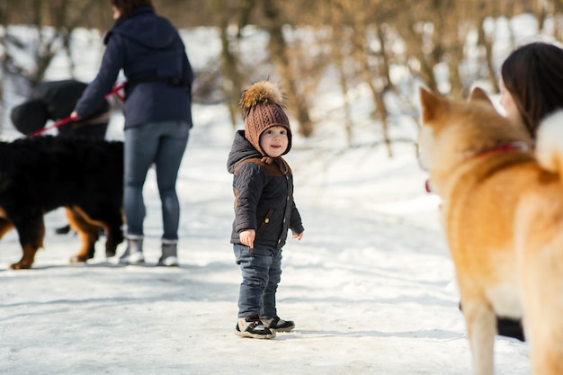 Little child plays with funny Akita-inu dog in a winter park