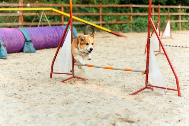 Little cute Corgi dog performing during the show in competition. Pet sport. Young animal training before performing. Looks happy and purposeful.