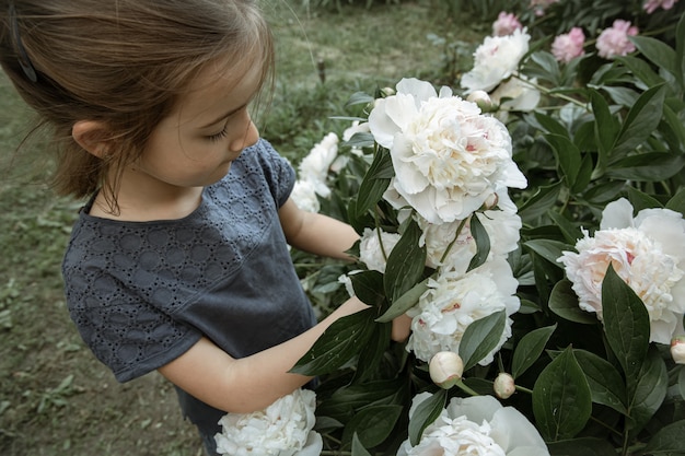 A little cute girl sniffs a bush of white peony flowers blooming in the garden