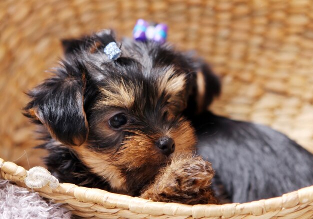 Little cute puppy at home