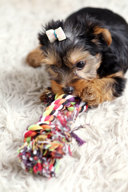 自宅で小さなかわいい子犬