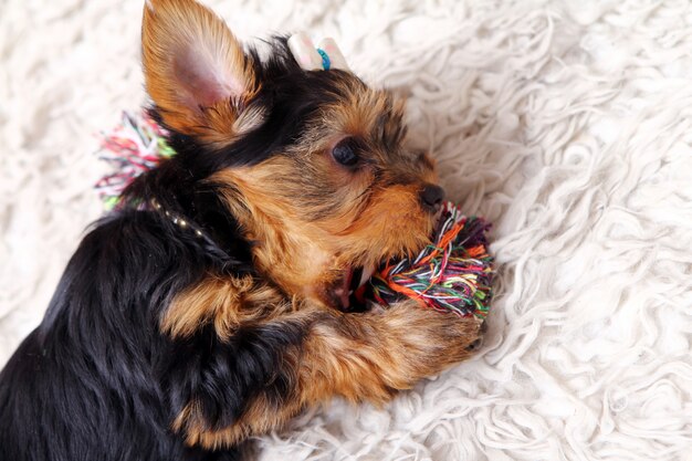 自宅で小さなかわいい子犬