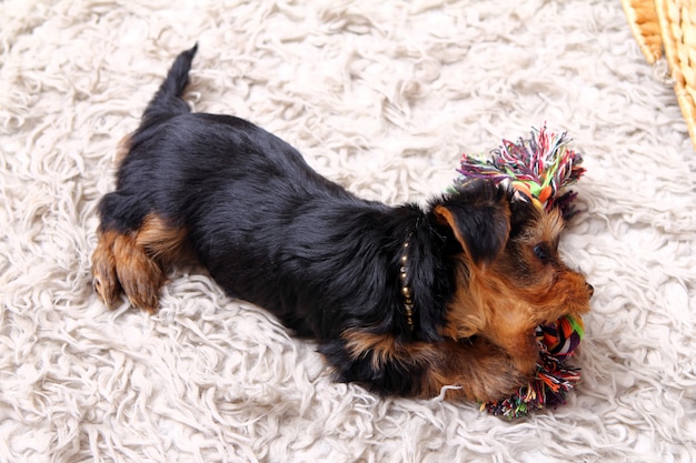 Little cute puppy at home