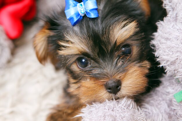 Little cute puppy at home