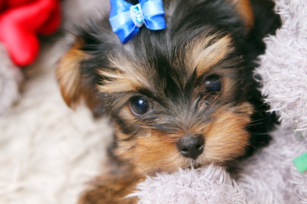 Little cute puppy at home