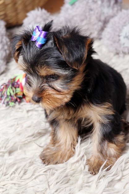 Foto gratuita piccolo cucciolo carino a casa