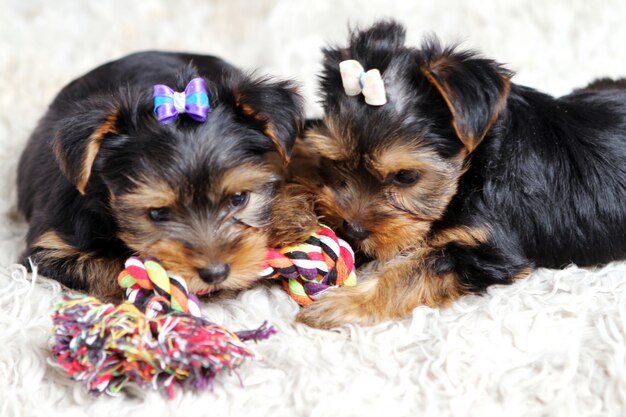 自宅で小さなかわいい子犬