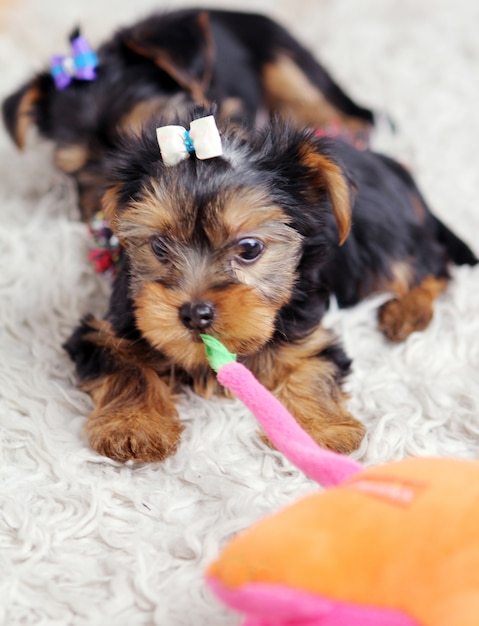 Foto gratuita piccolo cucciolo carino a casa