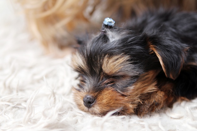 Little cute puppy at home