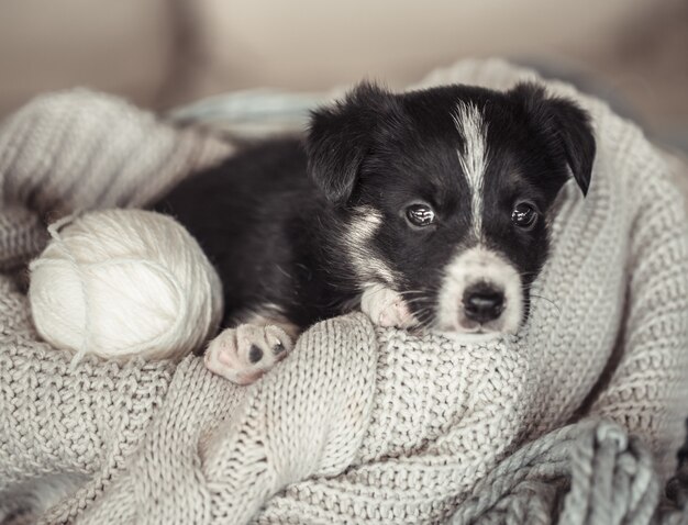 セーターの上に横たわっている小さなかわいい子犬