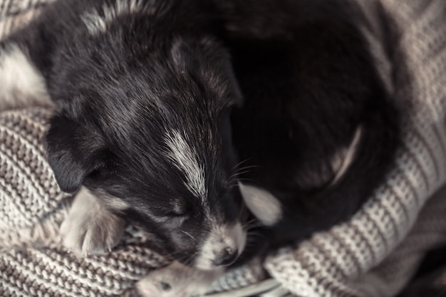 セーターで横になっている小さなかわいい子犬