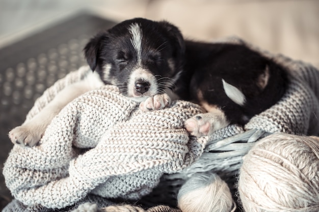 セーターで横になっている小さなかわいい子犬
