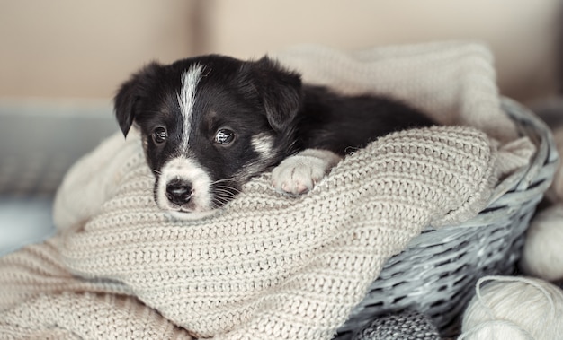 Маленький милый щенок, лежа в свитере.