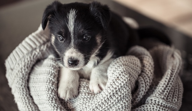 Free photo little cute puppy lying with a sweater.