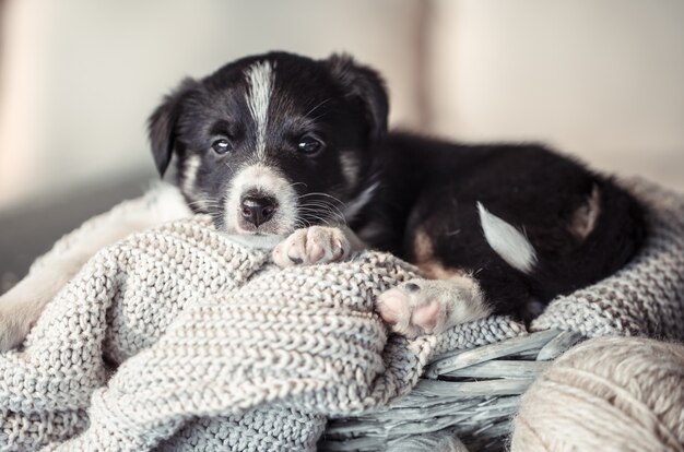 セーターで横になっている小さなかわいい子犬。