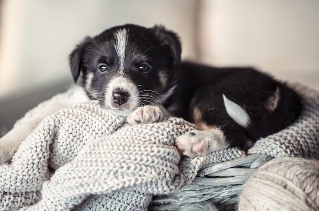 스웨터와 함께 누워 작은 귀여운 강아지.