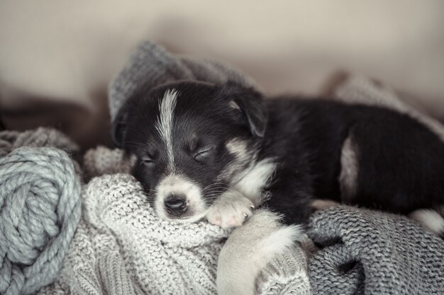 스웨터와 함께 누워 작은 귀여운 강아지.