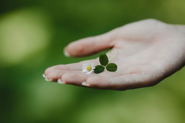 Little daisy lies on woman's tender palm