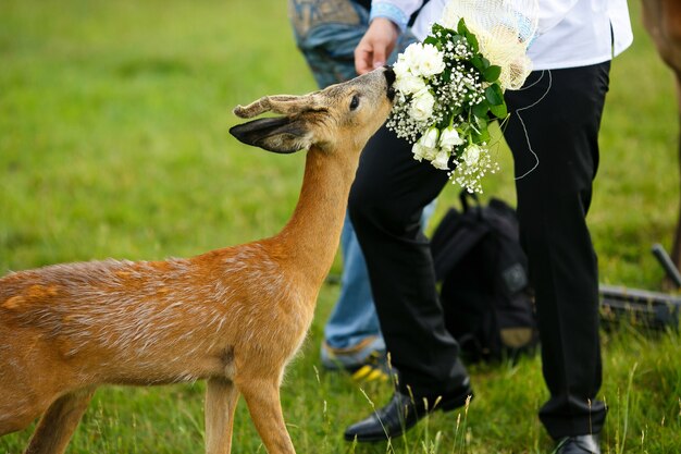 小さな鹿は新郎の手から結婚式の花束を食べる