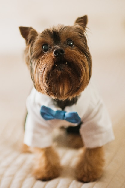 Little dog dressed in white skirt and blue bow tie