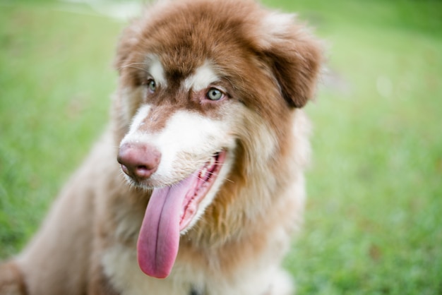 屋外の公園で小さな犬。ライフスタイルの肖像画。