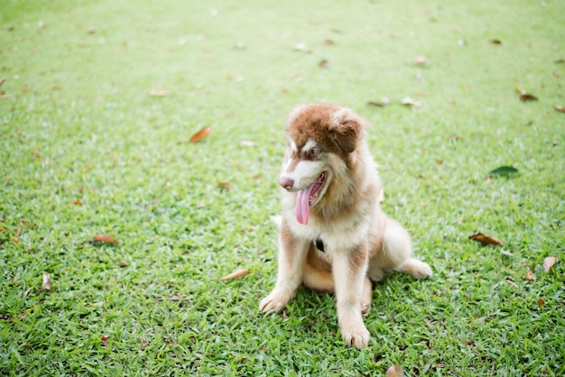 屋外の公園で小さな犬。ライフスタイルの肖像画。