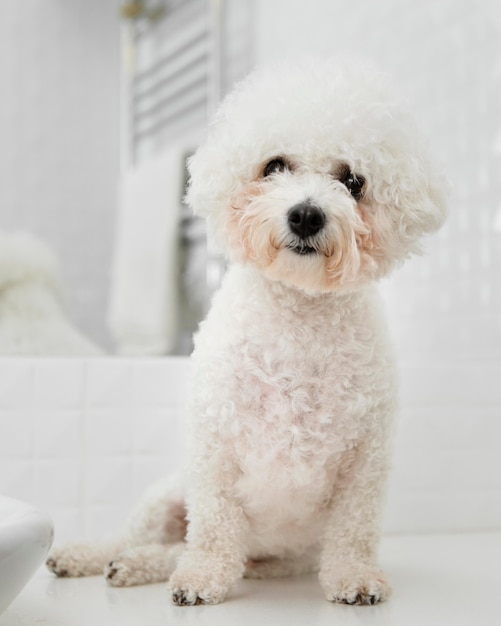 Free photo little dog sitting in the bathroom