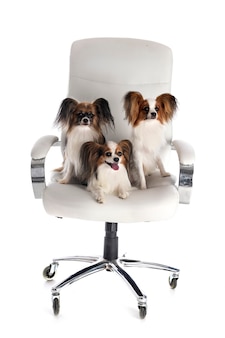 Маленькие собаки на стуле на белом фоне Premium Фотографии