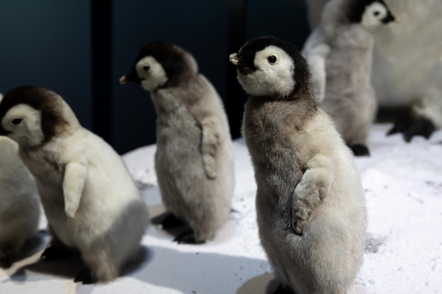 Little emperor penguins close up in the snow wildlife