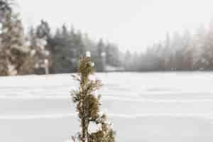 Free photo little evergreen tree in winter