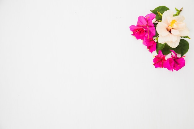 Little flowers on white background