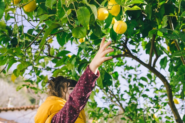 Маленькая девочка, собирающая лимоны