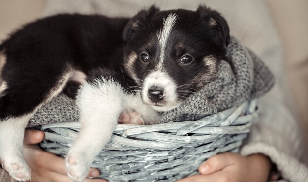 A little girl holding a puppy in a basket .