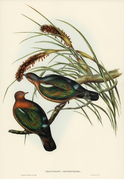 Маленький зеленый голубь (Chalcophaps chrysochlora), иллюстрированный Элизабет Гулд