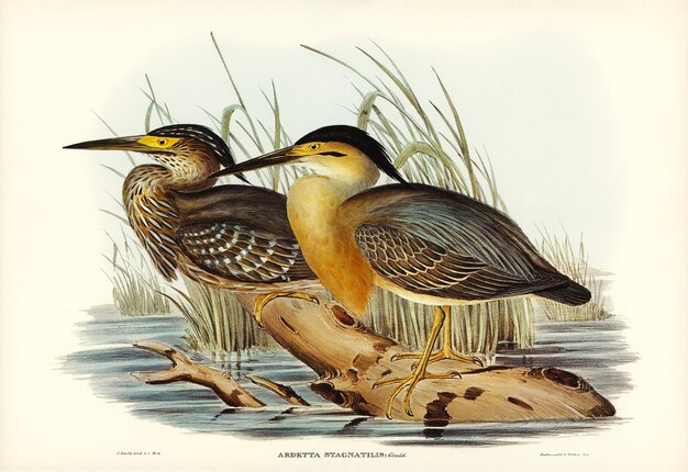 엘리자베스 굴드가 그린 Little Grey Bittern (Ardetta stagnatilis)