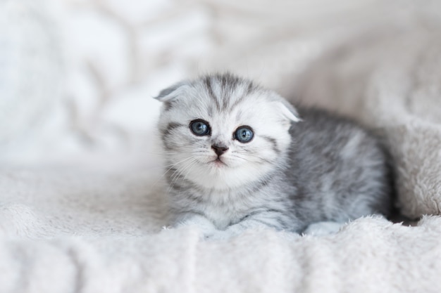 Little grey kitten with blue eyes lies on the grey couch
