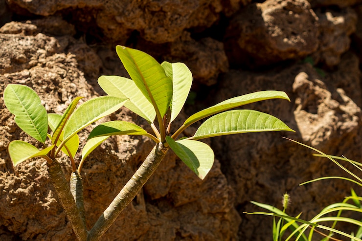 मुफ़्त फोटो little growing tree by the stones